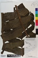 登錄號:S201069藏品圖，第1張