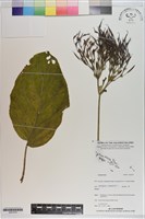 登錄號:S201070藏品圖，第1張