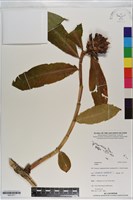 登錄號:S201071藏品圖，第1張