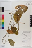 登錄號:S201072藏品圖，第1張