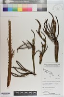 登錄號:S201073藏品圖，第1張