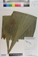 登錄號:S201073藏品圖，第4張