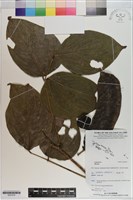 登錄號:S201075藏品圖，第1張