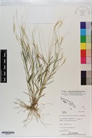 登錄號:S201077藏品圖，第1張