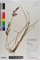 登錄號:S201078藏品圖，第1張