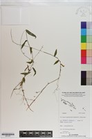 登錄號:S201081藏品圖，第1張