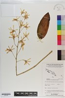 登錄號:S201082藏品圖，第1張