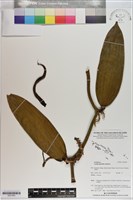 梵尼蘭藏品圖，第1張