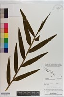 登錄號:S201084藏品圖，第1張