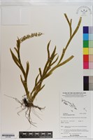 登錄號:S201085藏品圖，第1張