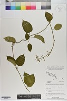 登錄號:S201087藏品圖，第1張