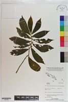 登錄號:S201089藏品圖，第1張