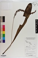 登錄號:S201090藏品圖，第1張