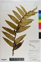 登錄號:S201091藏品圖，第1張