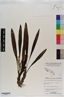 登錄號:S201092藏品圖，第1張