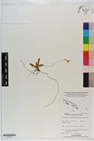 登錄號:S201093藏品圖，第1張