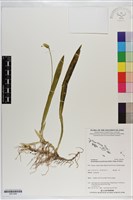 登錄號:S201094藏品圖，第1張