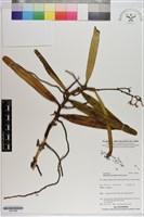 登錄號:S201096藏品圖，第1張