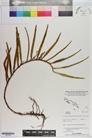 登錄號:S201099藏品圖，第1張