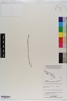 小鬼蘭藏品圖，第1張