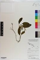 登錄號:S201103藏品圖，第1張