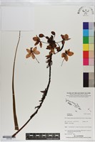 登錄號:S201104藏品圖，第1張