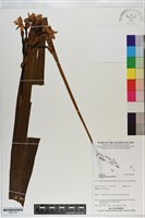 紫苞舌蘭、紫蘭藏品圖，第1張