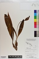 登錄號:S201109藏品圖，第1張