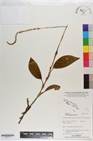 長橢圓葉伴蘭藏品圖，第1張