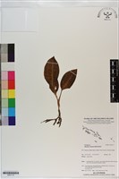 登錄號:S201115藏品圖，第1張