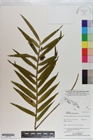 登錄號:S201116藏品圖，第1張