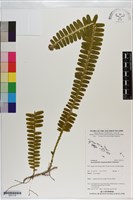 登錄號:S201118藏品圖，第1張