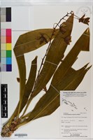 虎蘭藏品圖，第1張