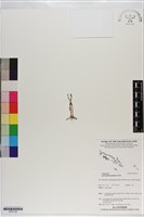 登錄號:S201128藏品圖，第1張