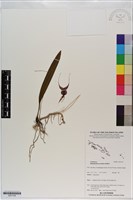 登錄號:S201129藏品圖，第1張