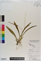 登錄號:S201131藏品圖，第1張