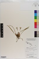 登錄號:S201134藏品圖，第1張