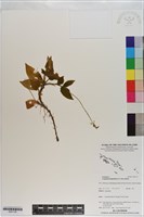 登錄號:S201135藏品圖，第1張