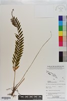 登錄號:S201136藏品圖，第1張