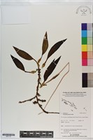 登錄號:S201137藏品圖，第1張