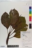 登錄號:S201139藏品圖，第1張