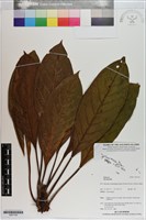 登錄號:S201140藏品圖，第1張