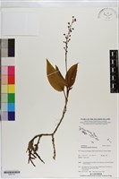 登錄號:S201141藏品圖，第1張