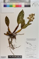 登錄號:S201142藏品圖，第1張