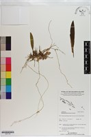 登錄號:S201145藏品圖，第1張