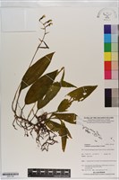 登錄號:S201148藏品圖，第1張