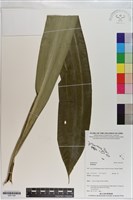 登錄號:S201149藏品圖，第1張