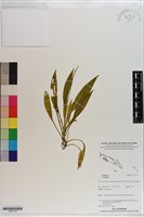 登錄號:S201179藏品圖，第1張