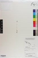 登錄號:S201181藏品圖，第1張