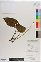 登錄號:S201182藏品圖，第1張